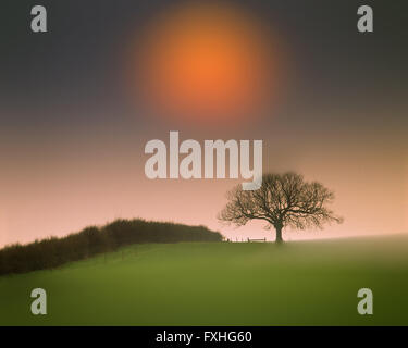 GB - BEDFORDSHIRE: singolo albero con Sun vicino a Woburn Foto Stock