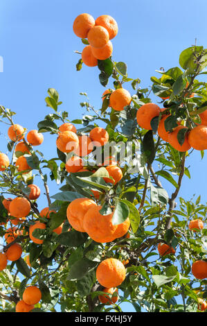 Mature mandarini arance (Citrus reticulata) che cresce su un albero Foto Stock