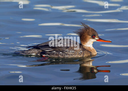 Red-breasted Merganser, Mergus serrator, nuoto femminile, inverno, Islanda Foto Stock