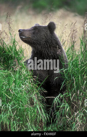 Giovani Kodiak orso bruno / Alaskan orso grizzly (Ursus arctos middendorffi) in erba alta, isola di Kodiak, Alaska, STATI UNITI D'AMERICA Foto Stock