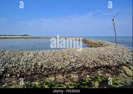 Blocco di pesce / écluse, il modo tradizionale di intrappolando pesce a bassa marea sull'isola Ile de Ré, Charente-Maritime, Francia Foto Stock