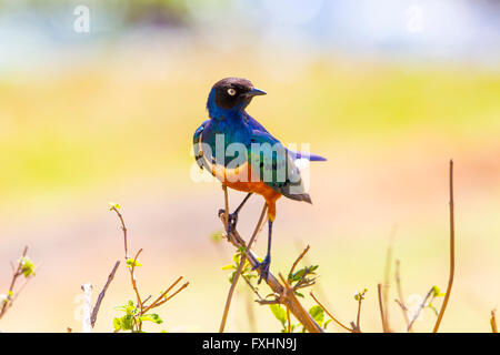 Superbo colorati starling bird in Tanzania Foto Stock