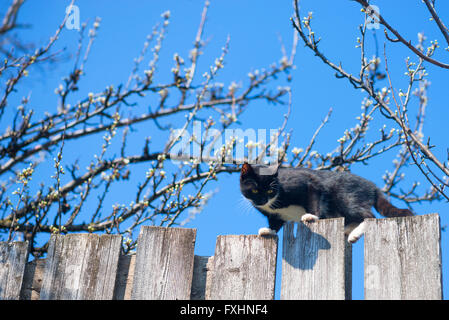 Cat in un recinto. Vicini di casa il gatto è staring al fotografo Foto Stock