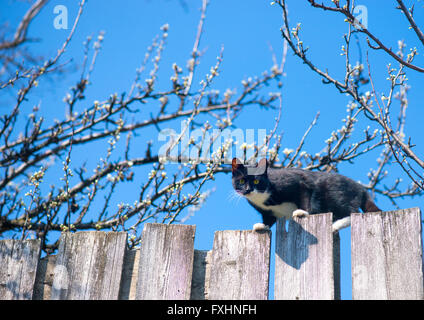 Cat in un recinto. Vicini di casa il gatto è staring al fotografo Foto Stock