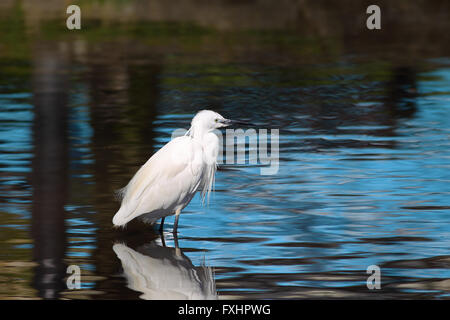 Garzetta (Egretta garzetta) dalla bird family ardeidi guadare in un lago poco profondo in North Cornwall Foto Stock