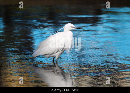 Garzetta (Egretta garzetta) dalla bird family ardeidi guadare in un lago poco profondo in North Cornwall Foto Stock