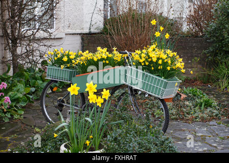 Giunchiglie in contenitori a cassetta su una bicicletta Foto Stock