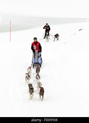 Una squadra di husky tirando un one-man sledge seguita da due cani e uno sciatore. Foto Stock