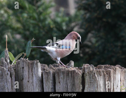 Eurasian jay Garrulus glandarius, appollaiato su un ceppo di albero Foto Stock