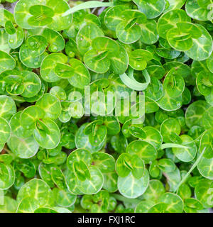 Il crescione Nasturtium officinale) nuova crescita nel flusso. Wild vegetale nel cavolo e senape (Famiglia Brassicaceae) Foto Stock