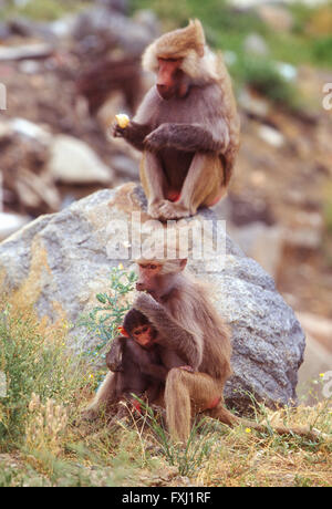 Wild baboon famiglia nel parco in Khamis Mushayt; Asir Regione; Regno di Arabia Saudita Foto Stock