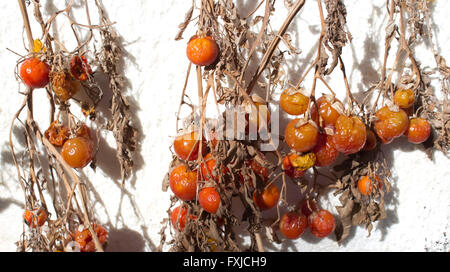 Pomodori ciliegini sui gambi secchi che vengono essiccati al sole su hot Australian giornate estive sono utilizzati in stile mediterraneo la cottura per aggiungere sapore. Foto Stock