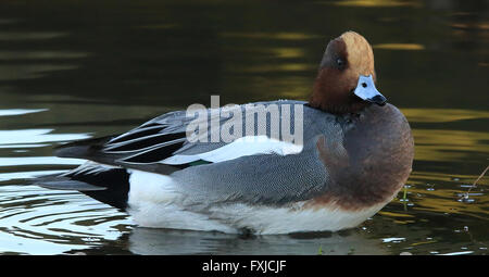 Wigeon eurasiatico, maschio in piumage allevamento Foto Stock