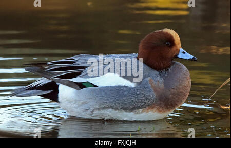 Wigeon eurasiatico, maschio in piumage allevamento Foto Stock