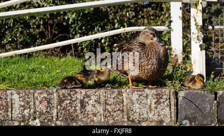 Madre Mallard duck con quattro giovani anatroccoli nel sole di primavera Foto Stock