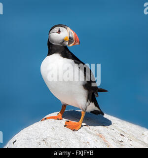 Ritratto di profilo Atlantic Puffin contro uno sfondo blu Foto Stock