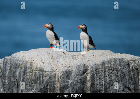 Ritratto di profilo di un Atlantic Puffin coppia contro uno sfondo blu Foto Stock