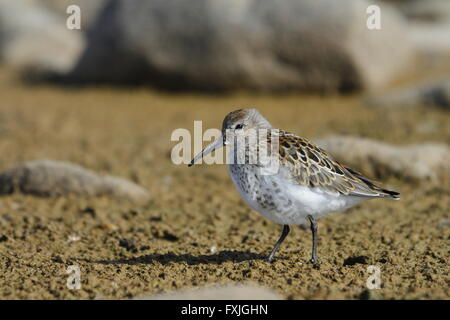 Dunlin (Calidris alpina), una di medie dimensioni sandpiper e shorebird alla ricerca di cibo lungo la riva artico Foto Stock