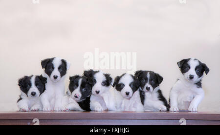 Border Collie cuccioli Foto Stock