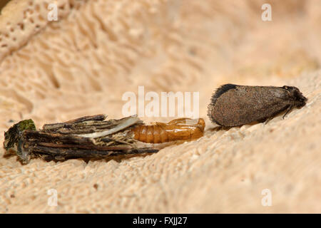 Psyche casta micro moth con exuvium. La tignola nella famiglia Psychidae, poco dopo la schiusa. Foto Stock