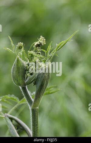 Bud di hogweed (Heracleum sphondylium) apertura. Foto Stock