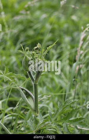 Bud di hogweed (Heracleum sphondylium) apertura. Foto Stock