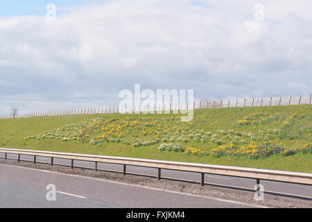 Giunchiglie in primavera a lato di un'autostrada del Regno Unito Foto Stock