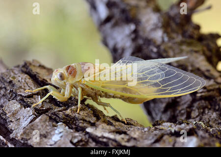 Macro di giovani cicala (Lyristes plebeja) proveniente dal suo exuviae, sul ramo visto dal profilo Foto Stock