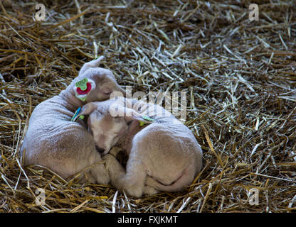 In prossimità di ogni altro,Wassenaar op de Boerderij Nellesteijn, i Paesi Bassi, l'Europa. Foto Stock