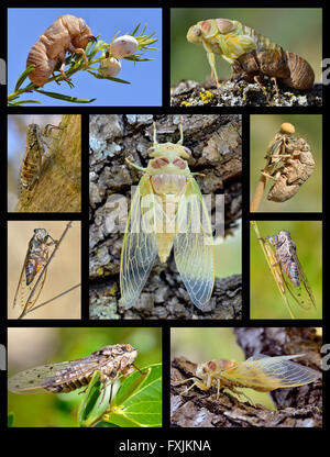 Nove foto mosaico delle cicale Foto Stock