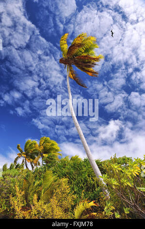 Tikehau Atoll delle Isole Tuamotu, Polinesia. Un verde Palm tree al vento su un cielo blu con nuvole quasi artistica.