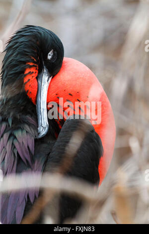 Frigate Bird, North Seymour Island Isole Galapagos, Ecuador Foto Stock