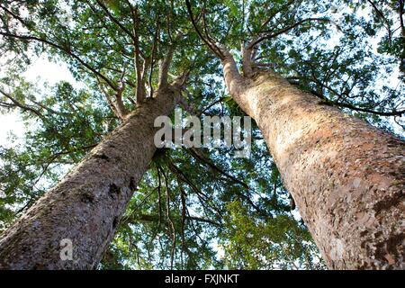 Gli enormi alberi kauri della Waiau Falls riserva paesaggistica sono un posto popolare per i visitatori della Penisola di Coromandel sul nord Foto Stock