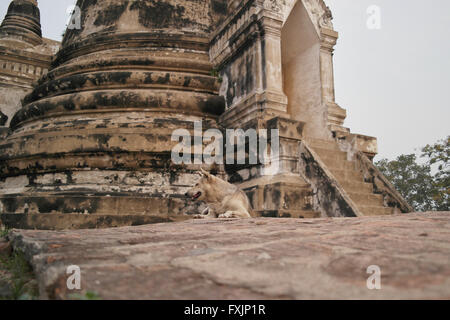 Wat Phra Si Sanphet nei pressi di Ayutthaya - Thailandia Foto Stock