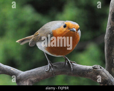 Robin (Erithacus rubecula) Il Parlamento Robin un giardino comune bird inclinato per mostrare aggressione ad altri robins. Maschio e femmina hanno entrambi il red bre Foto Stock