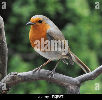 Robin (Erithacus rubecula) Il Parlamento Robin un giardino comune bird inclinato per mostrare aggressione ad altri robins. Maschio e femmina hanno entrambi il red bre Foto Stock