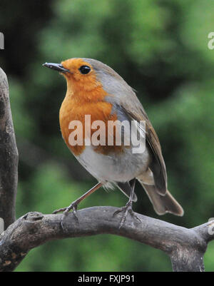 Robin (Erithacus rubecula) Il Parlamento Robin un giardino comune bird inclinato per mostrare aggressione ad altri robins. Maschio e femmina hanno entrambi il red bre Foto Stock