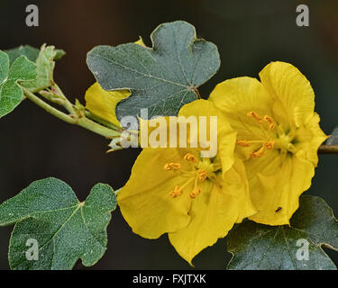 California Gloria, Fremontodendron, fiore in natura in California Foto Stock