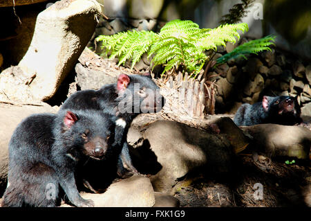 Diavoli della Tasmania - Tasmania Foto Stock