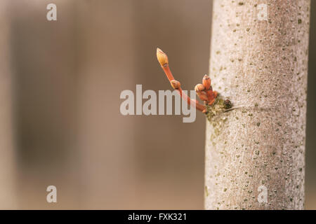 Nuova giovane ramo sul tronco di albero in primavera Foto Stock