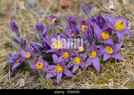 "Pasque comune fiore (pulsatilla vulgaris), diversi fiori su pascoli poveri, Riserva della Biosfera Svevo Foto Stock