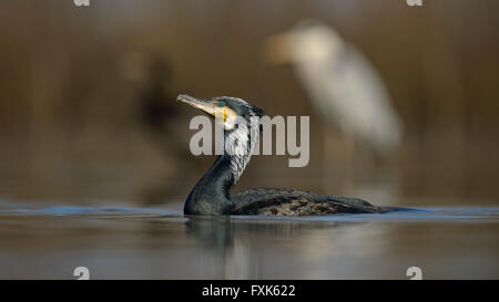 Cormorano (Phalacrocorax carbo), adulto in allevamento piumaggio, nuoto, dietro airone cinerino (Ardea cinerea) Foto Stock