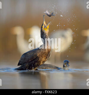 Cormorano (Phalacrocorax carbo), giovane bird dall'anno precedente gettando la sua preda per mangiare, Kiskunság National Park Foto Stock