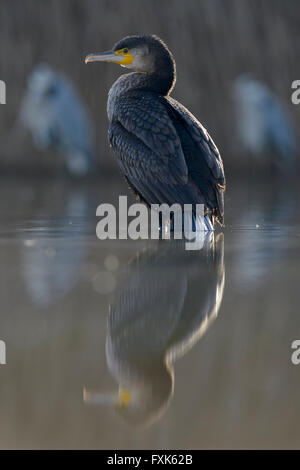 Cormorano (Phalacrocorax carbo), giovane bird dall'anno precedente in acque poco profonde, dietro airone cinerino (Ardea cinerea) Foto Stock