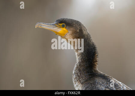 Cormorano (Phalacrocorax carbo), il ritratto di una giovane bird rispetto all anno precedente, Kiskunság National Park, Ungheria Foto Stock