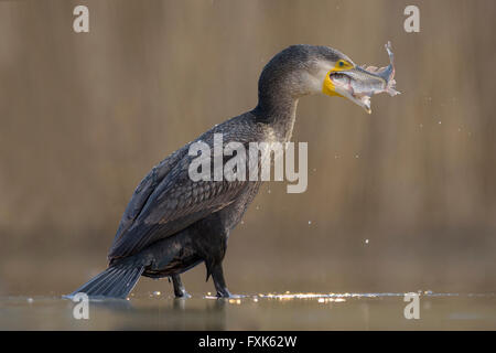 Cormorano (Phalacrocorax carbo), giovane bird dall'anno precedente la pesca e mangiare la sua preda, Kiskunság National Park Foto Stock