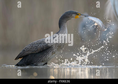 Cormorano (Phalacrocorax carbo), giovane bird dall'anno precedente la pesca, Kiskunság National Park, Ungheria Foto Stock