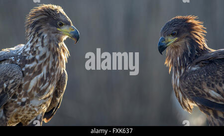 White-tailed eagle (Haliaeetus albicilla), due giovani aquile in controluce, Ritratto, Kiskunság National Park, Ungheria Foto Stock