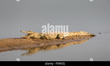 Coccodrillo del Nilo (Crocodylus niloticus), che poggiano su un sandbank, nella luce della sera, South Luangwa National Park, Zambia Foto Stock