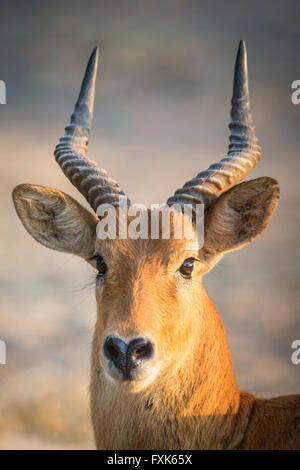 Puku (Kobus vardonii), maschio, ritratto, South Luangwa National Park, Zambia Foto Stock